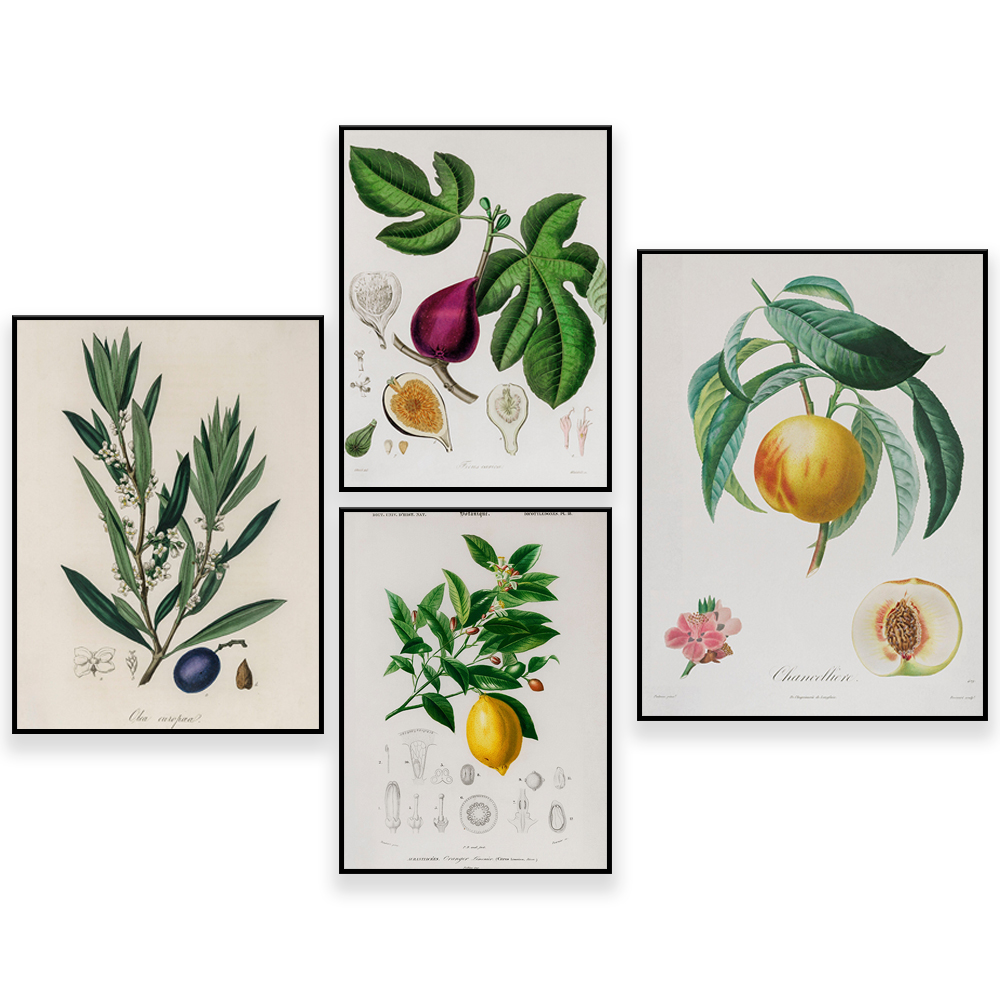 Plant Jackfruit - Botanica medica Illustrazione vintage - Frutta