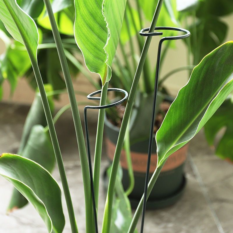 1/10pcs Supporto da giardino P - Plant Parent Tools recensione e prezzo