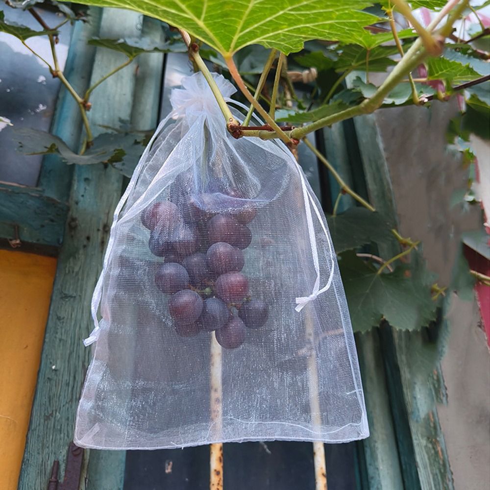 100 pz Uva Frutta Coltiva Bors - Plant Parent Tools recensione e prezzo