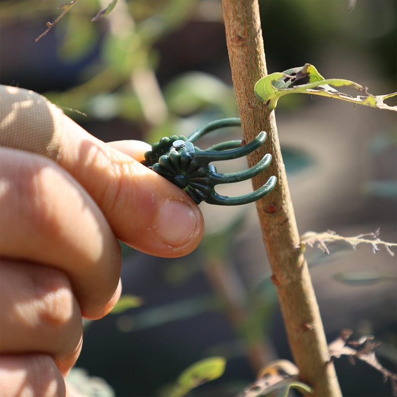 Clip di Supporto Mini per Pian - Plant Parent Tools recensione e prezzo